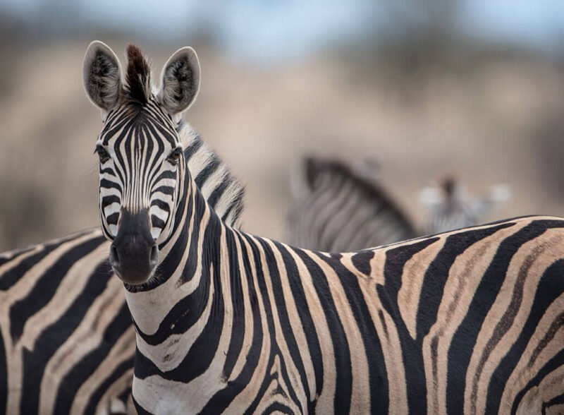 Help Us to Stop the Illegal Sale of Wild Meat